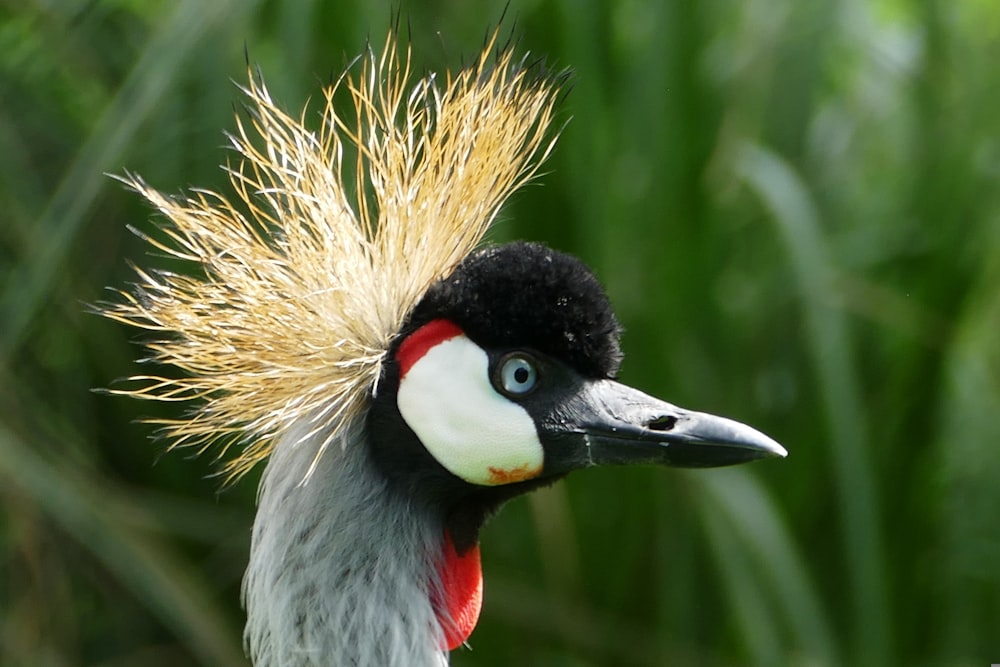 a close up of a bird with a mohawk on it's head