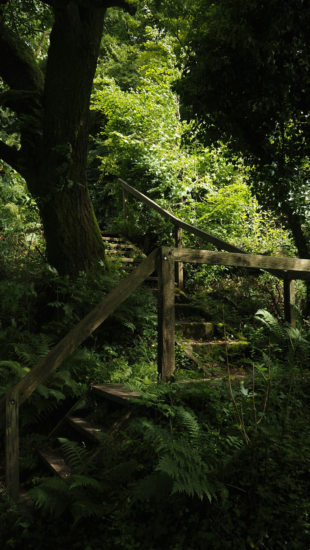 a wooden gate in the middle of a lush green forest