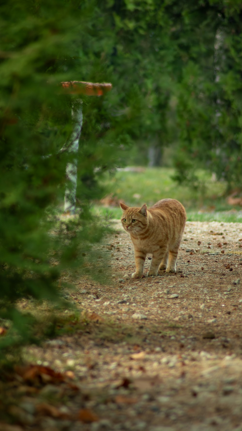 a cat walking down a dirt road next to a forest