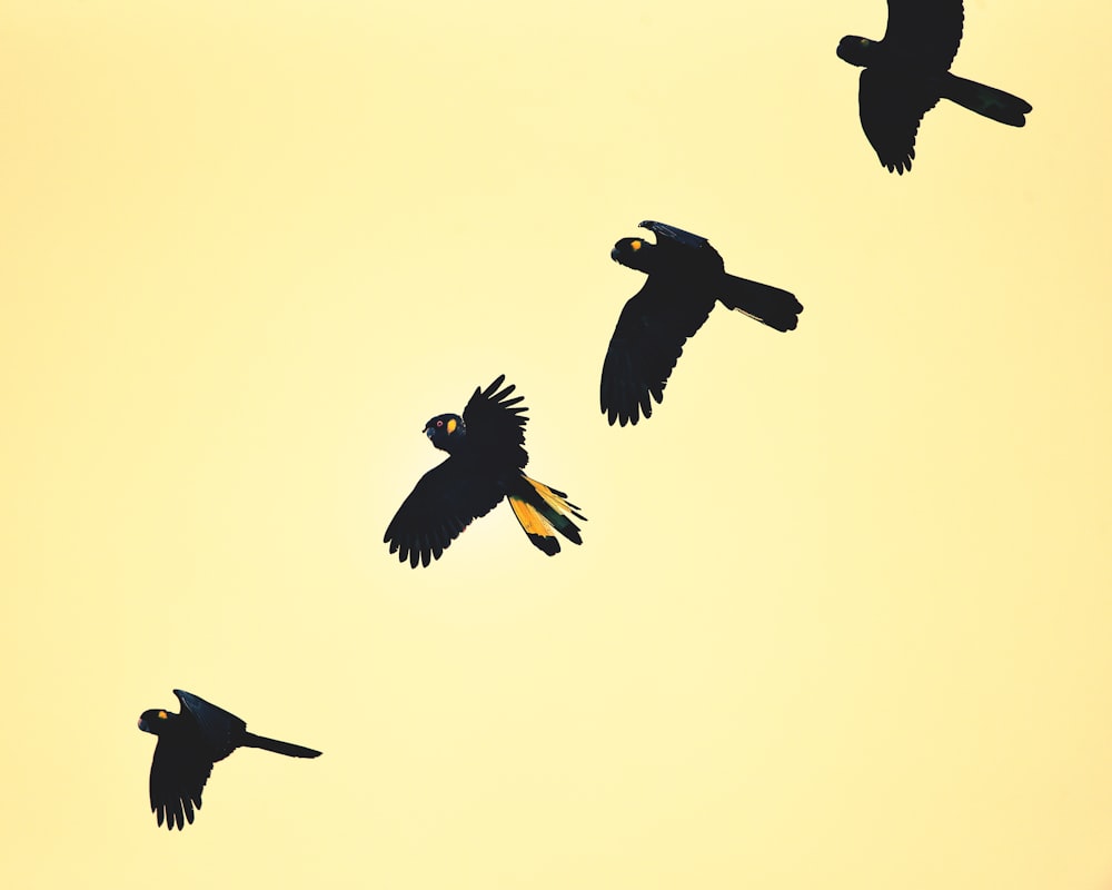 a flock of birds flying through a yellow sky