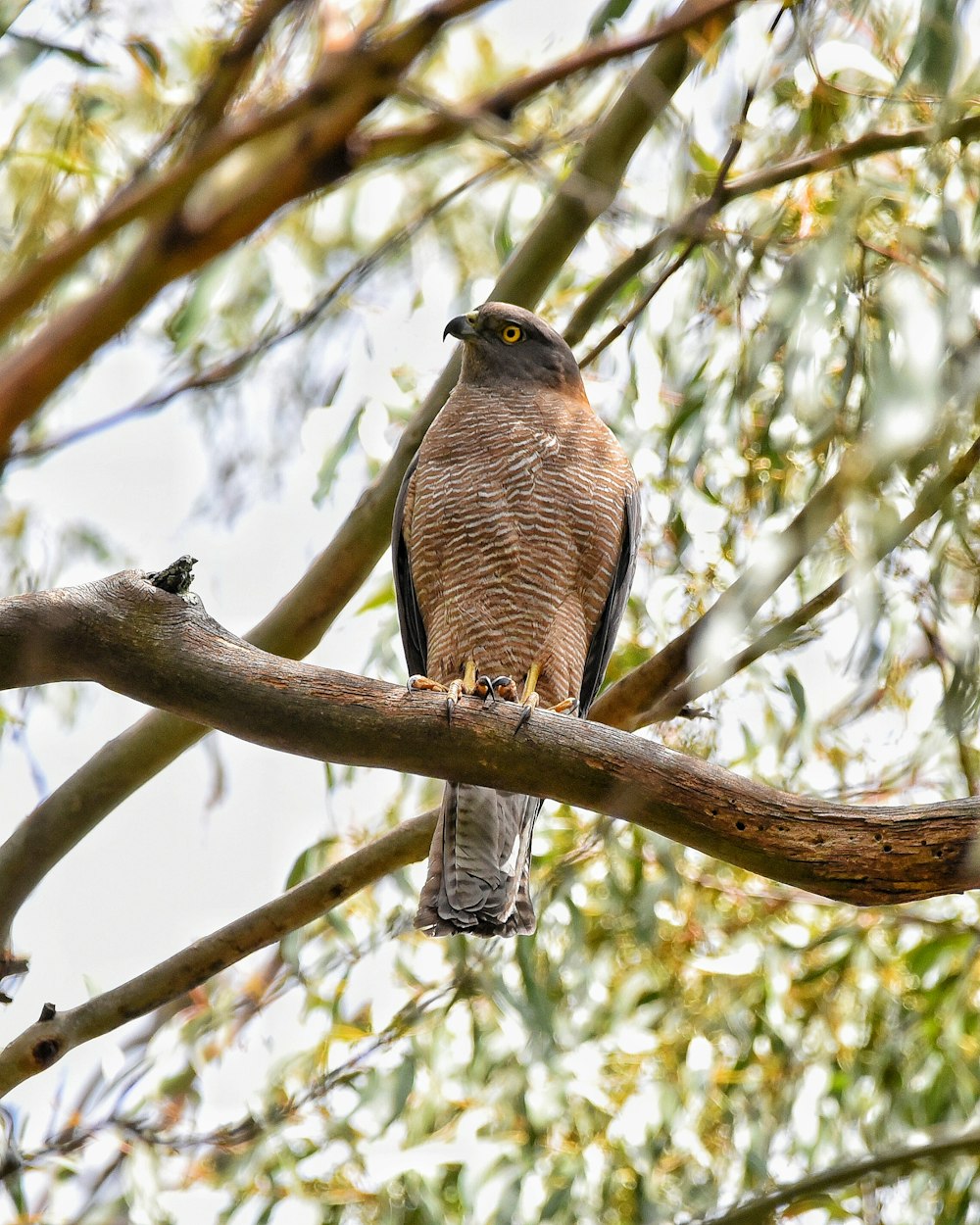 a bird perched on a branch of a tree