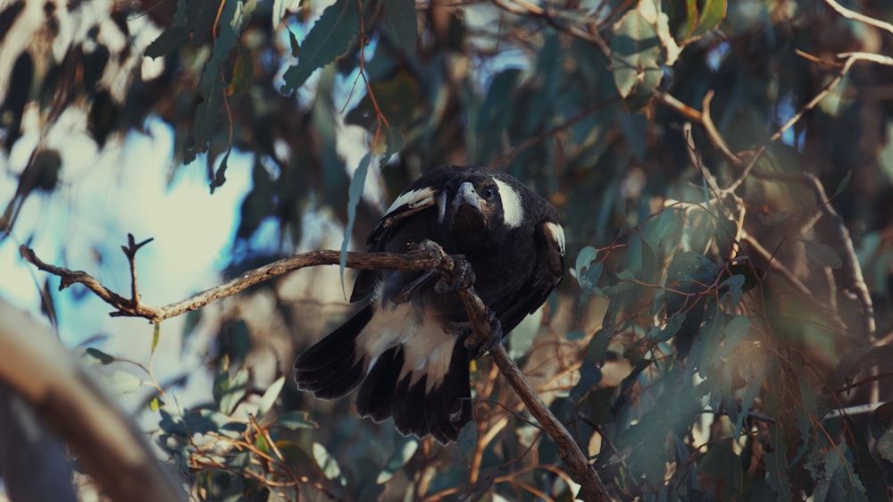 a black and white bird sitting on top of a tree branch