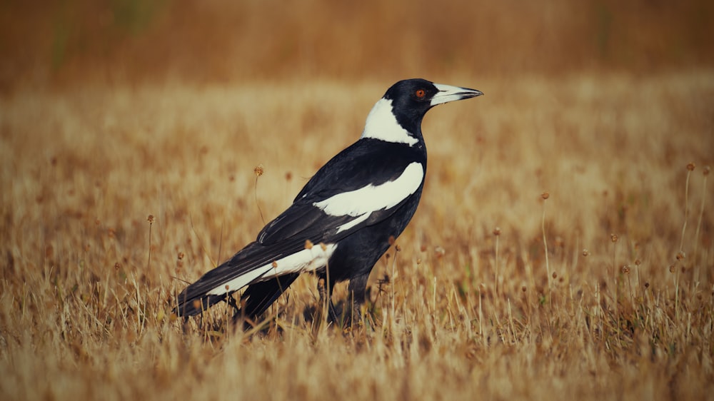 a black and white bird standing in a field