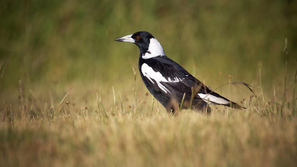 a black and white bird standing in a field