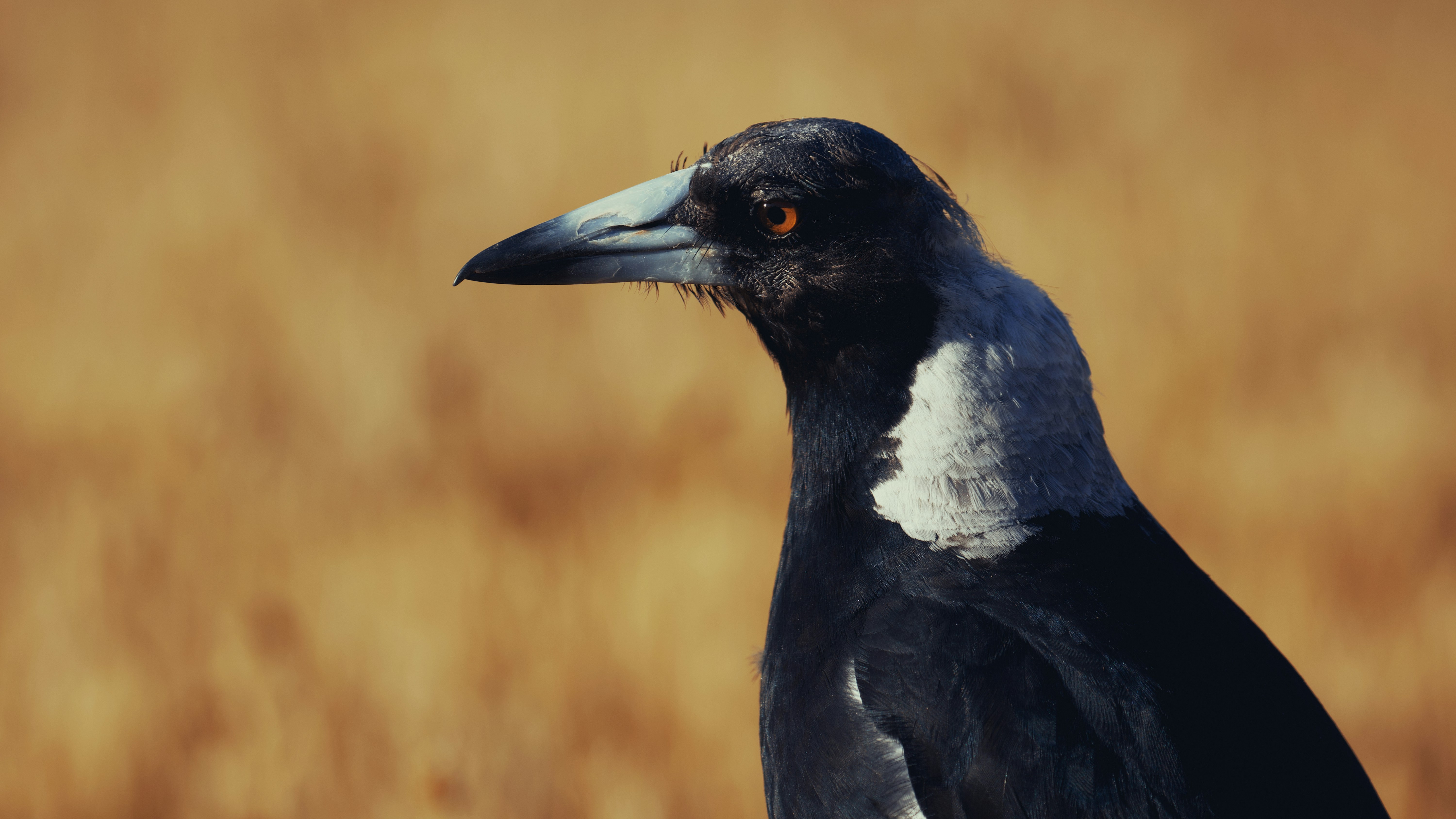 a black and white bird standing in a field