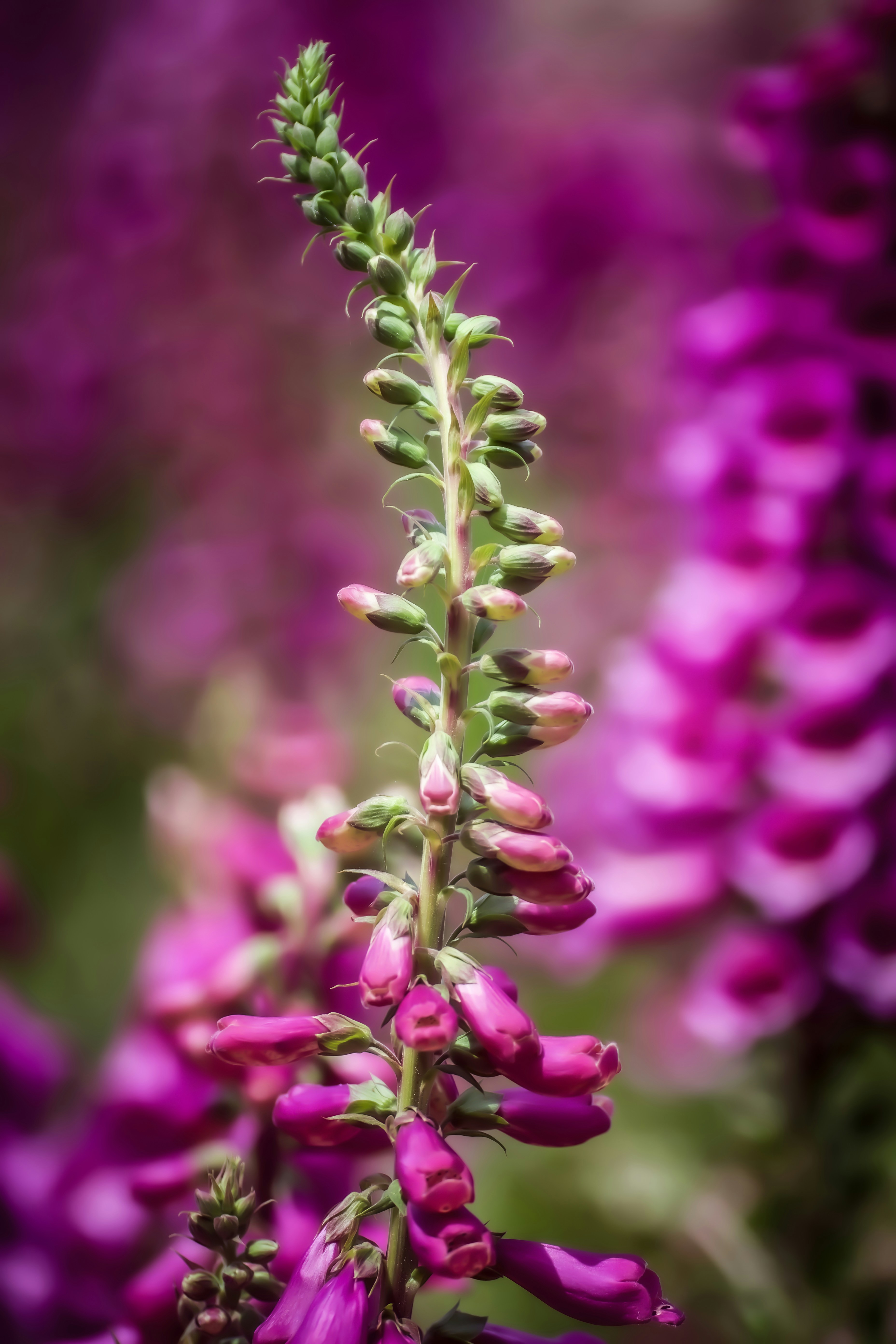 Photo by photosbyrachelo