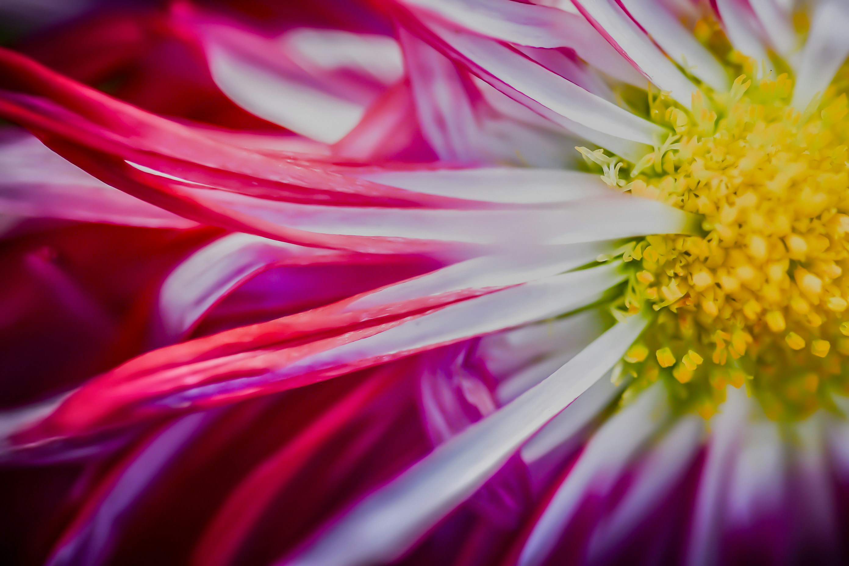 Photo by photosbyrachelo