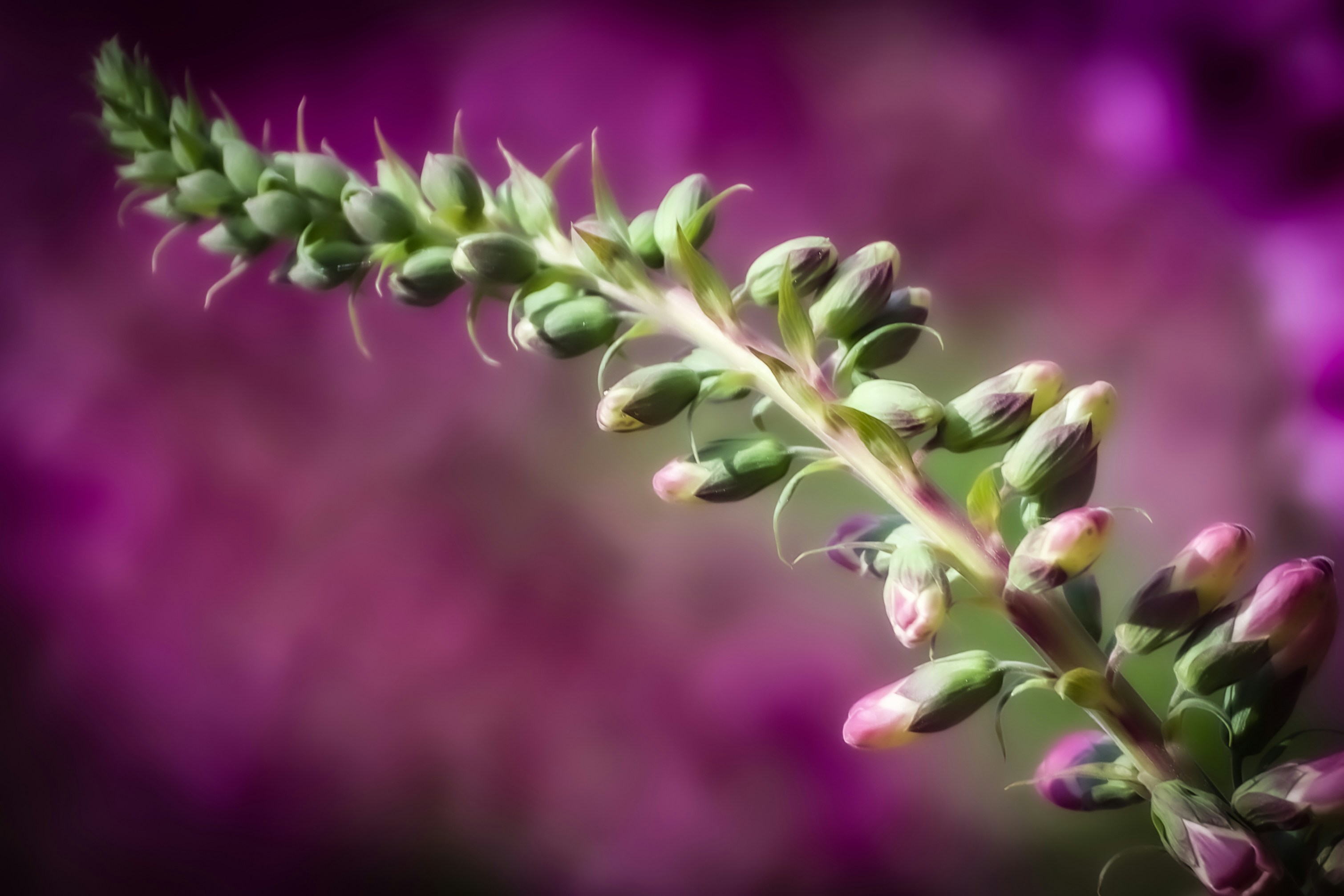 Photo by photosbyrachelo