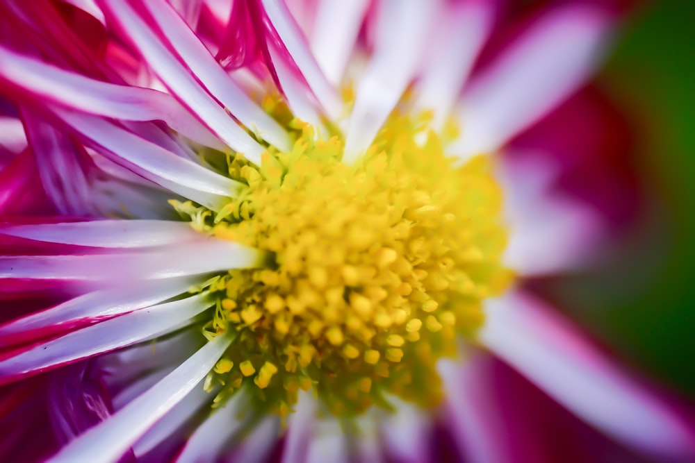 a close up of a pink and white flower