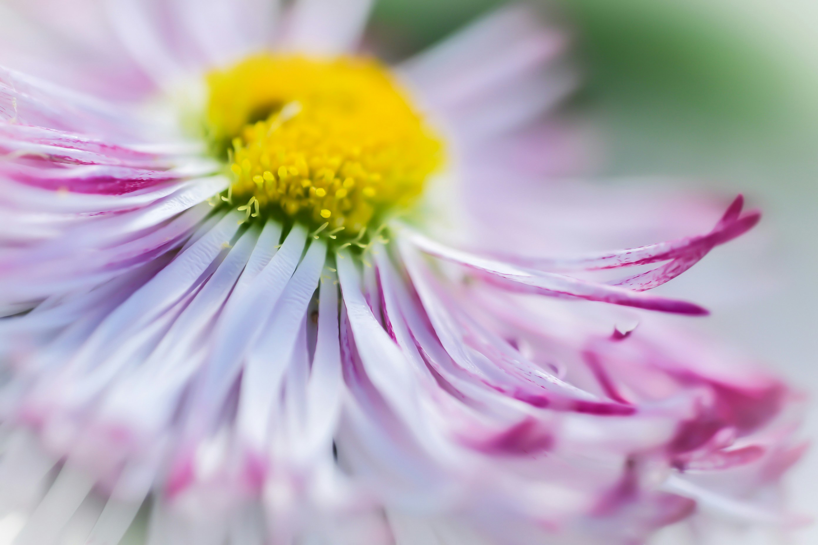 Photo by photosbyrachelo