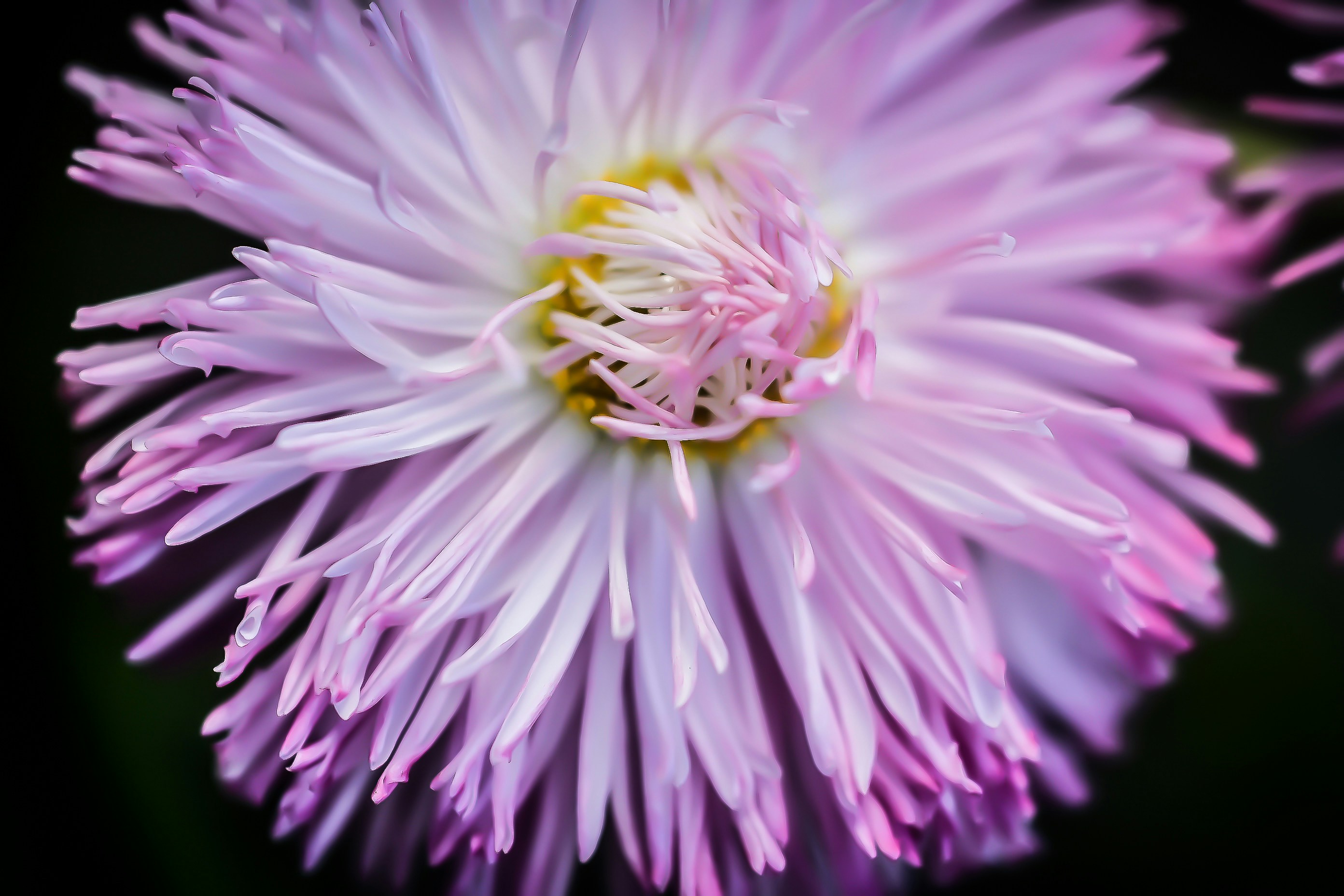 Photo by photosbyrachelo