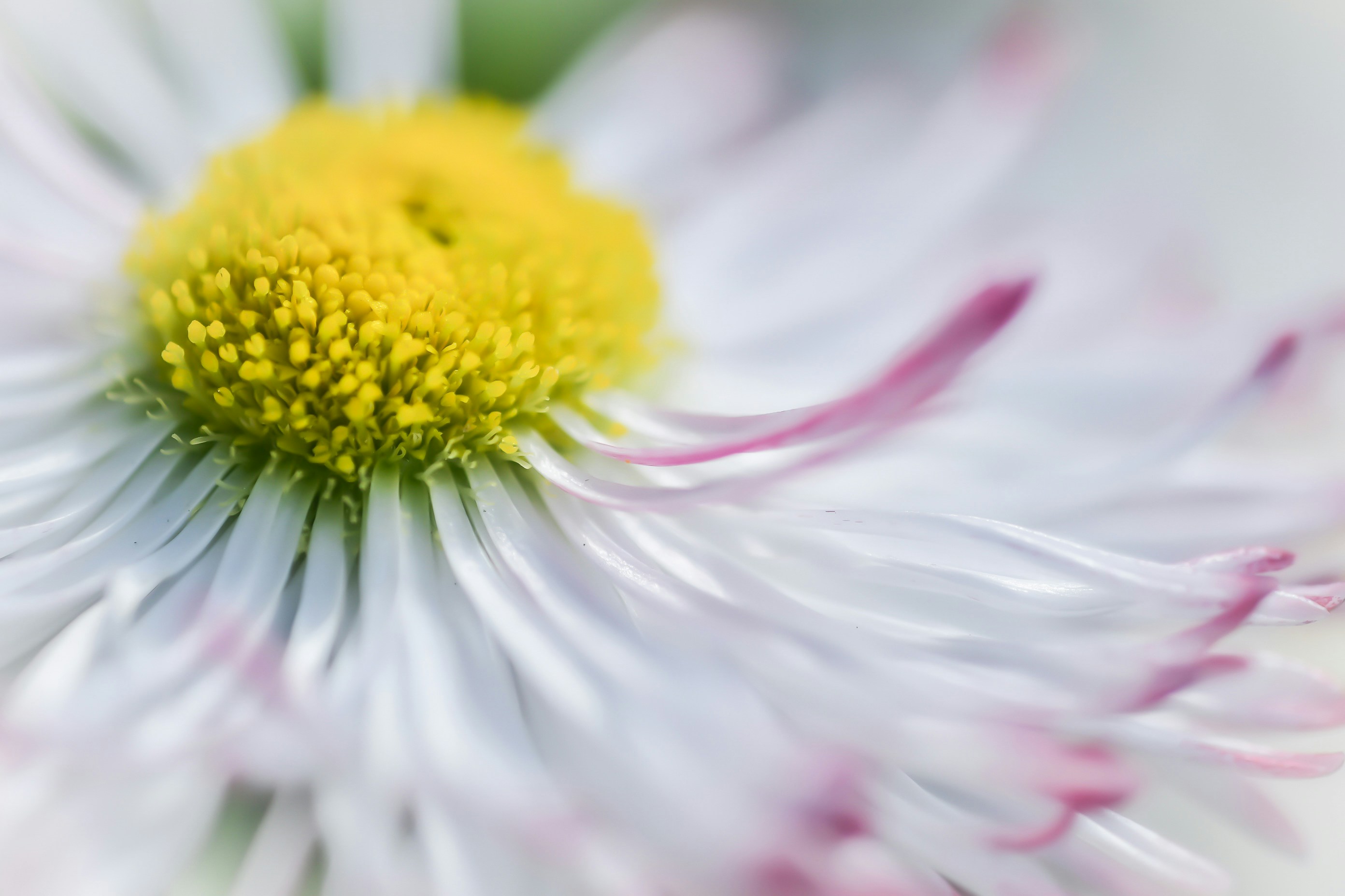 Photo by photosbyrachelo