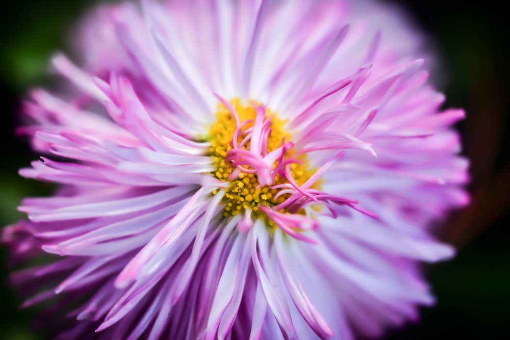 a close up of a purple flower with a yellow center