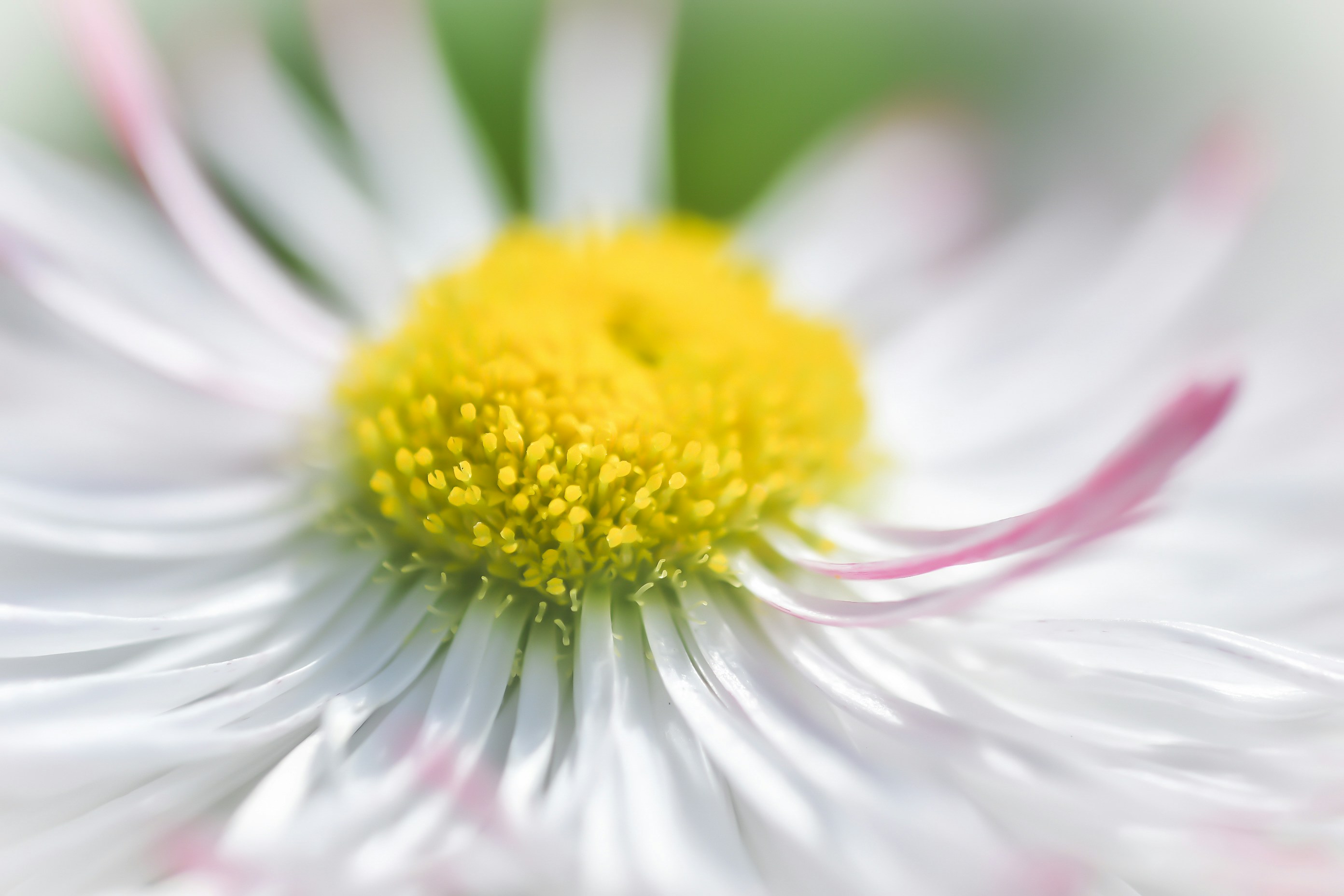 Photo by photosbyrachelo