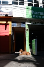 A brown dog is lying down on the pavement in a sunny area next to a storefront. The storefront has a green sign indicating a pharmacy and features red and orange doors next to it. Shadows are cast on the ground, and there are windows above the store.