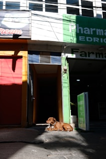 A brown dog is lying down on the pavement in a sunny area next to a storefront. The storefront has a green sign indicating a pharmacy and features red and orange doors next to it. Shadows are cast on the ground, and there are windows above the store.
