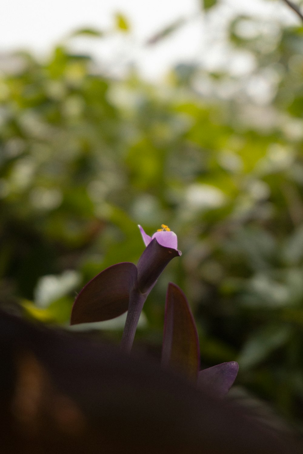 a purple flower with a yellow center in a garden