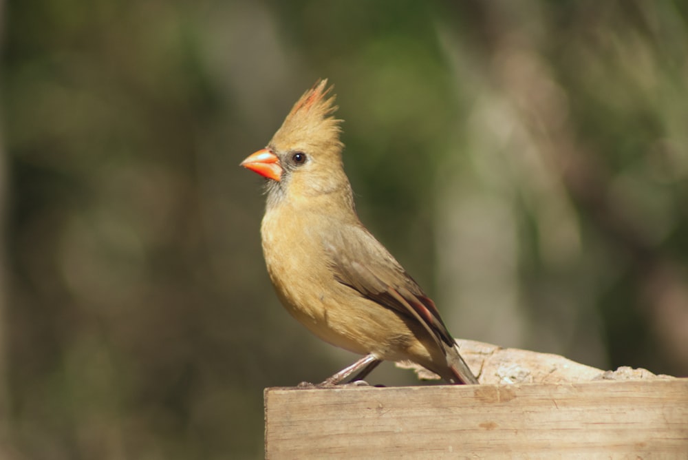 a yellow bird with a red beak sitting on a piece of wood