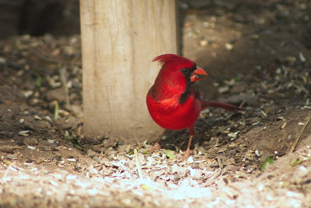 a red bird is standing next to a pole