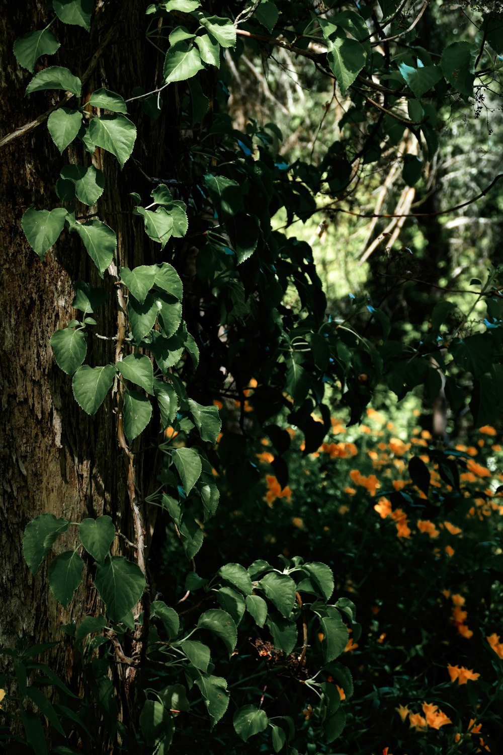 a close up of a tree with leaves on it