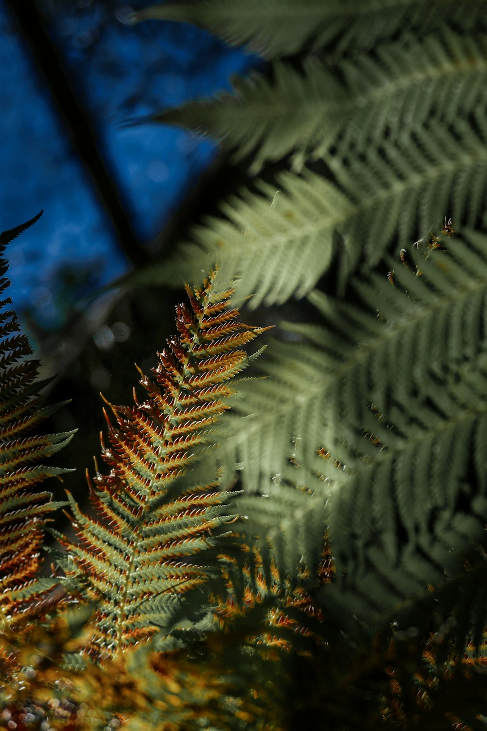 um close up de uma folha de samambaia com um céu azul no fundo