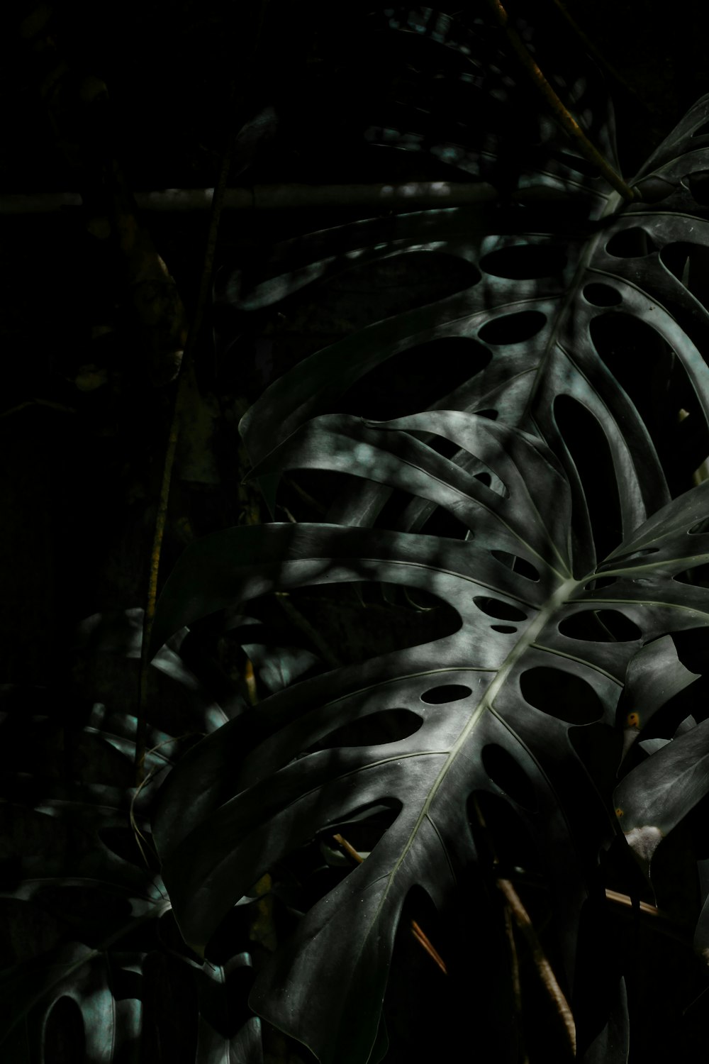 a close up of a large leaf in the dark