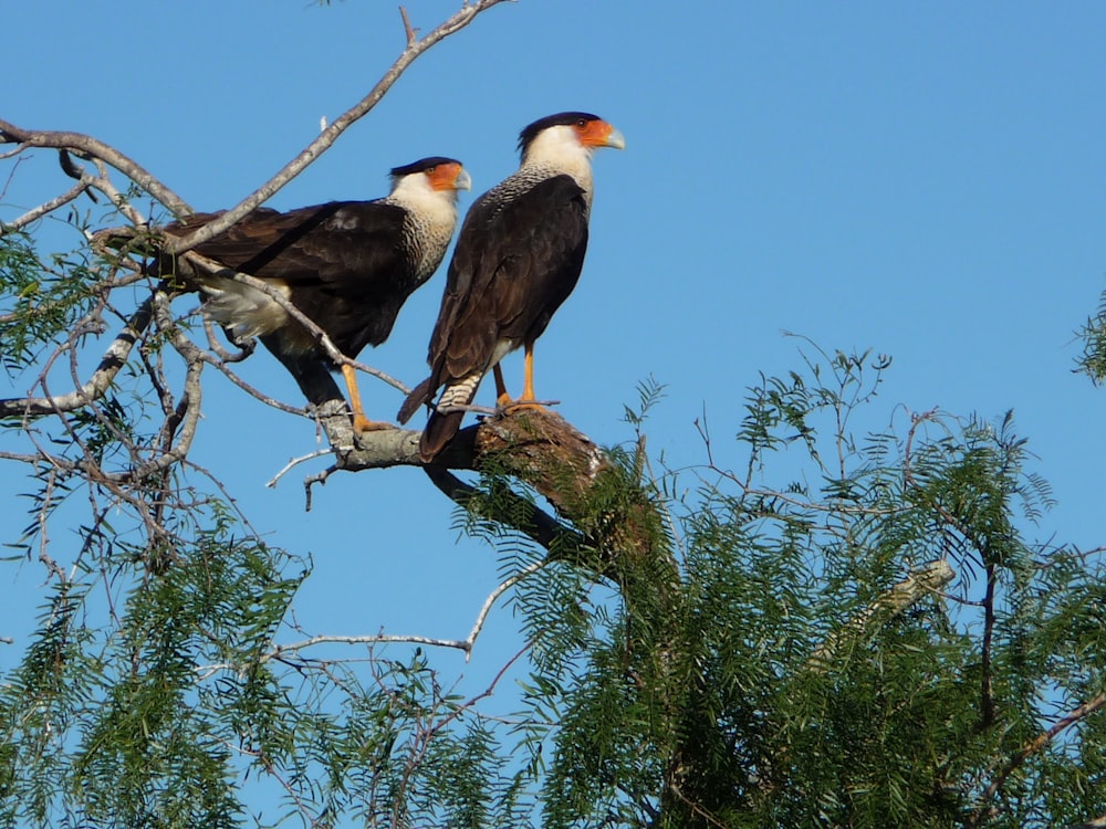 two birds perched on top of a tree branch