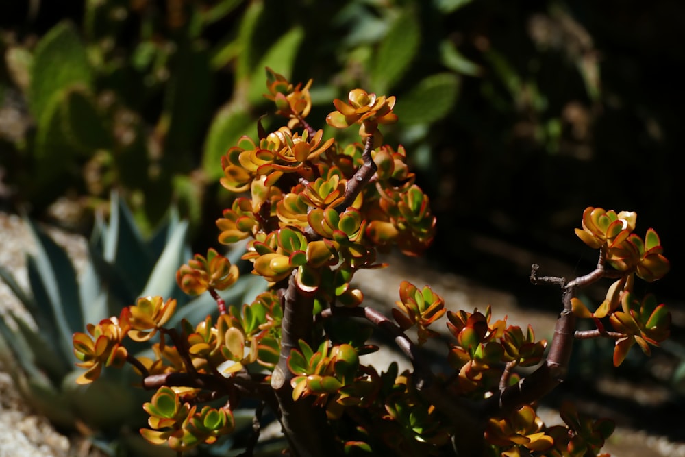 a close up of a plant with yellow flowers