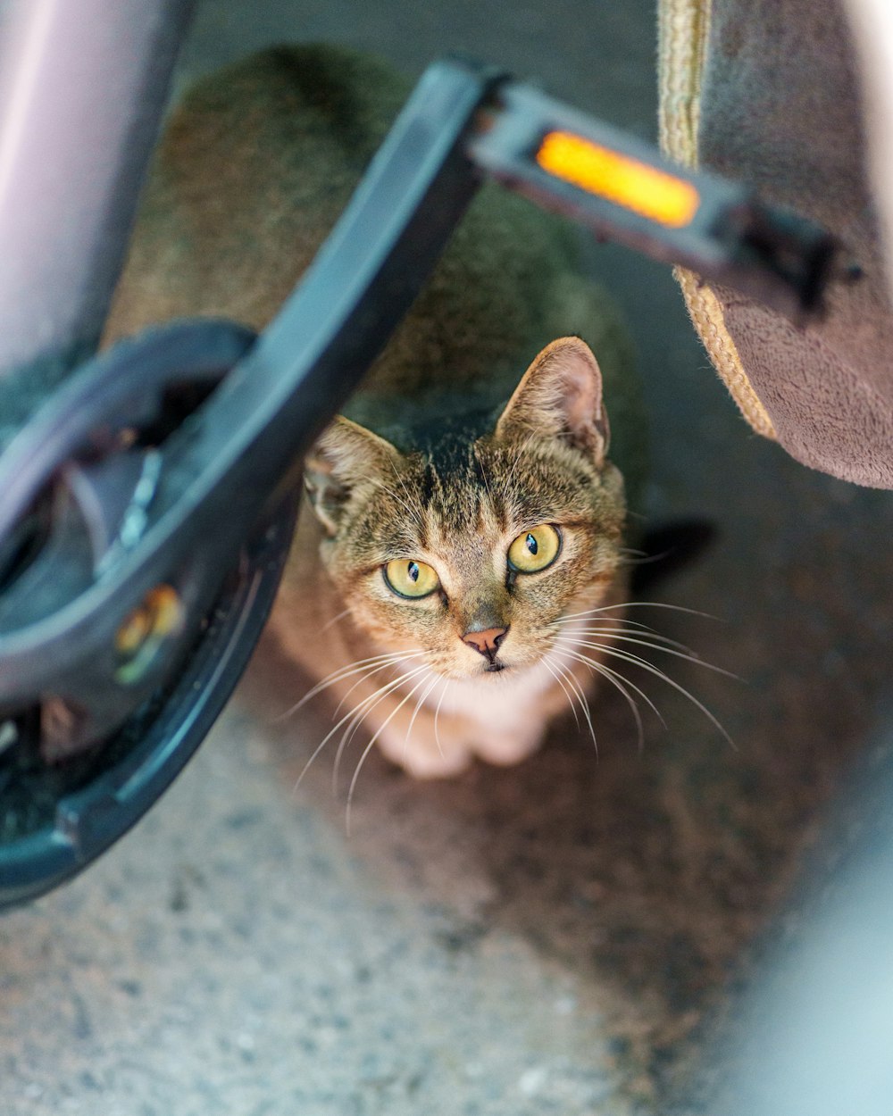 a cat is looking up at the camera