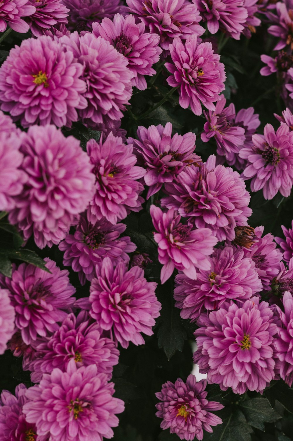 a close up of a bunch of purple flowers