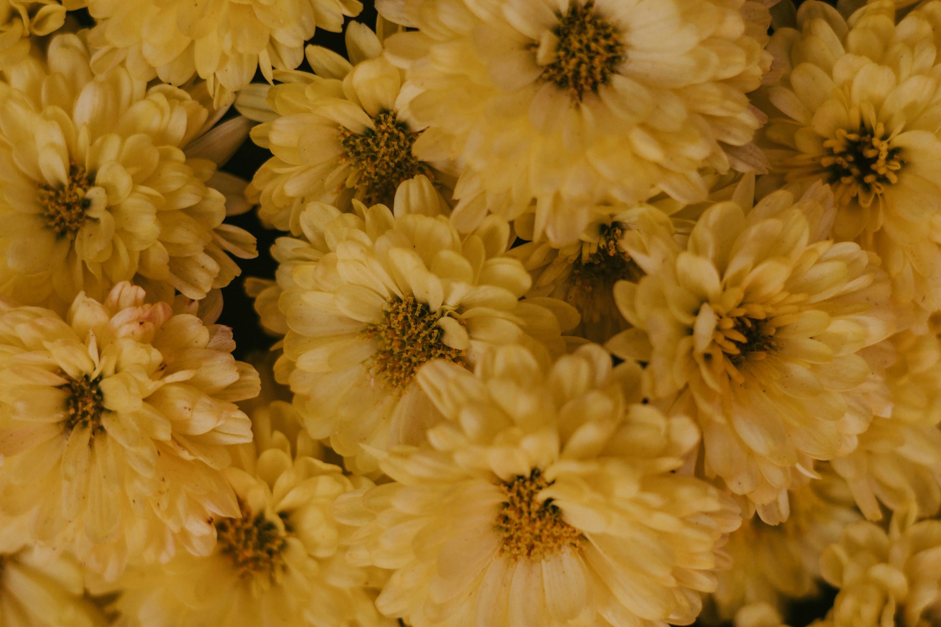 a bunch of yellow flowers that are close together