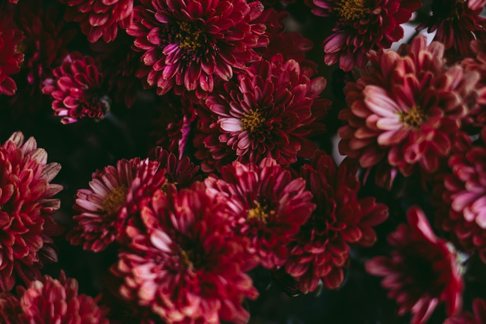 a bunch of flowers that are red and pink