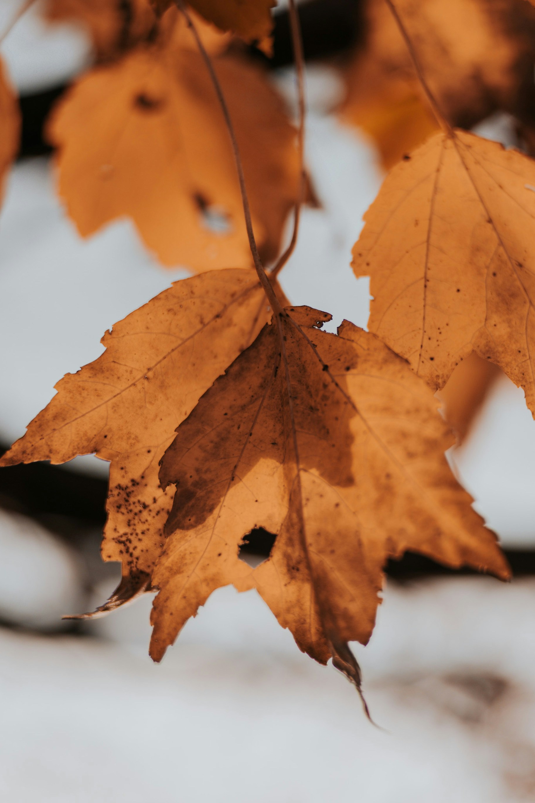 Photo by izabelahimes