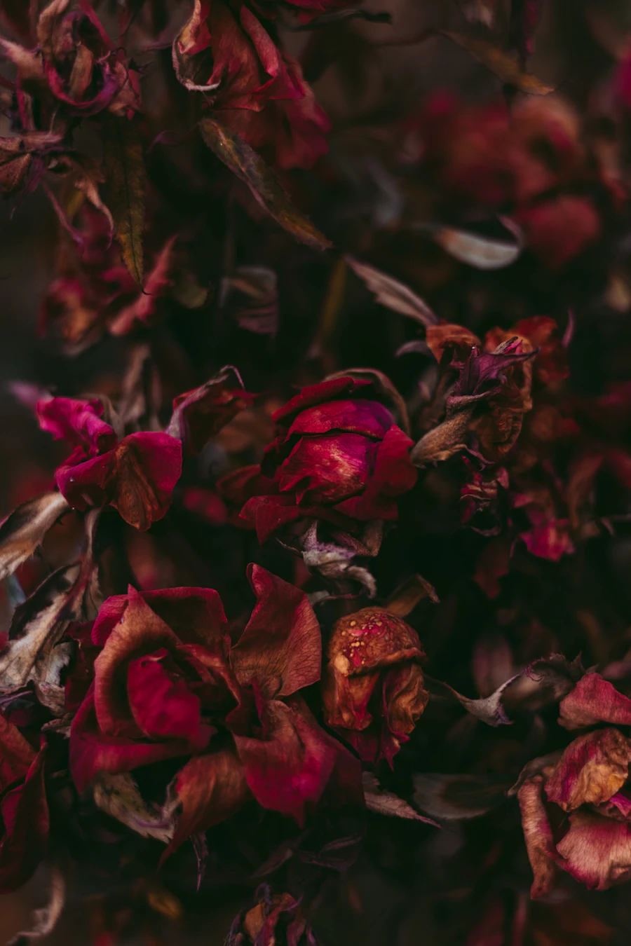 Dark dried damask roses