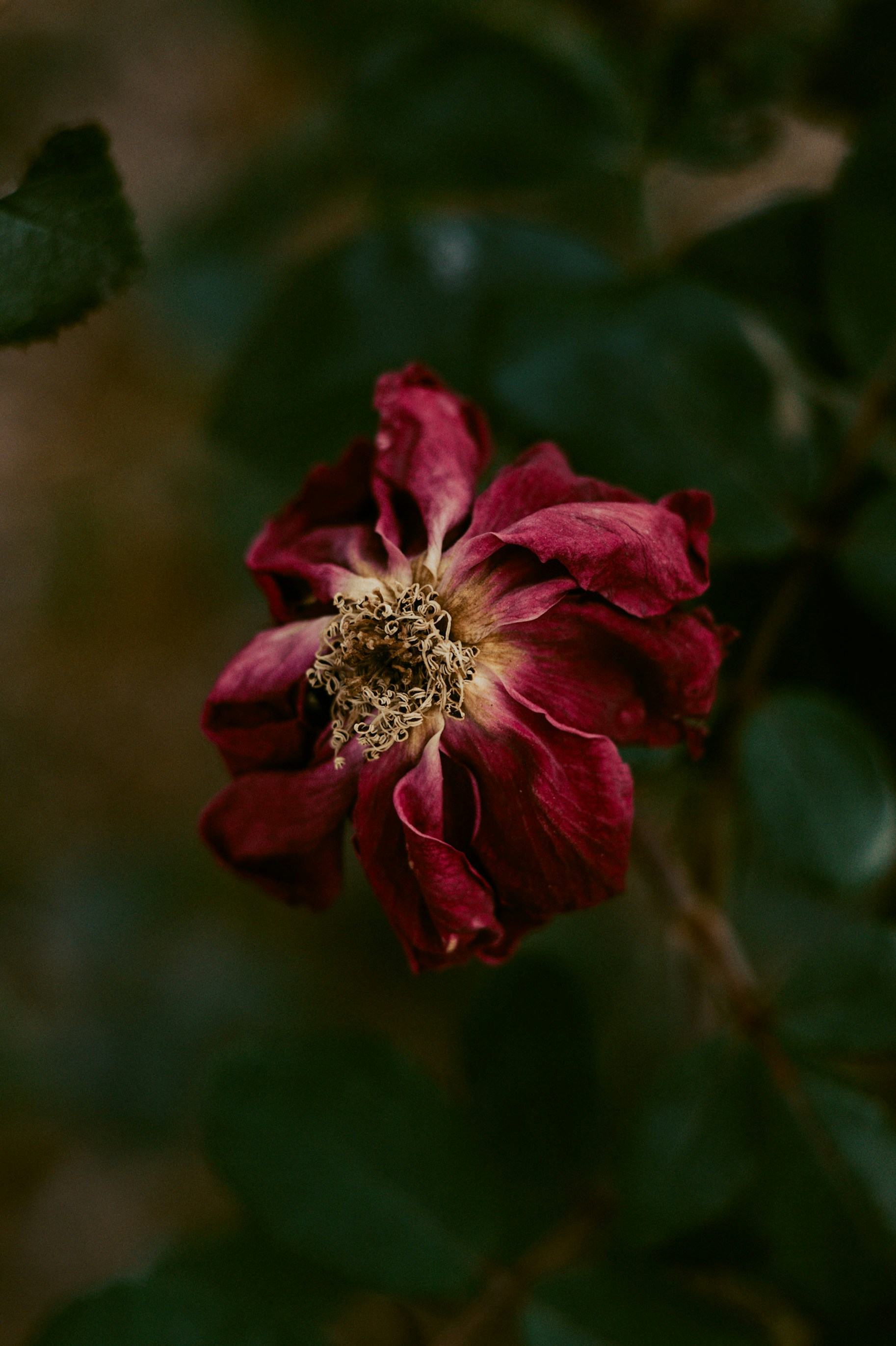une fleur rouge avec des feuilles vertes en arrière-plan