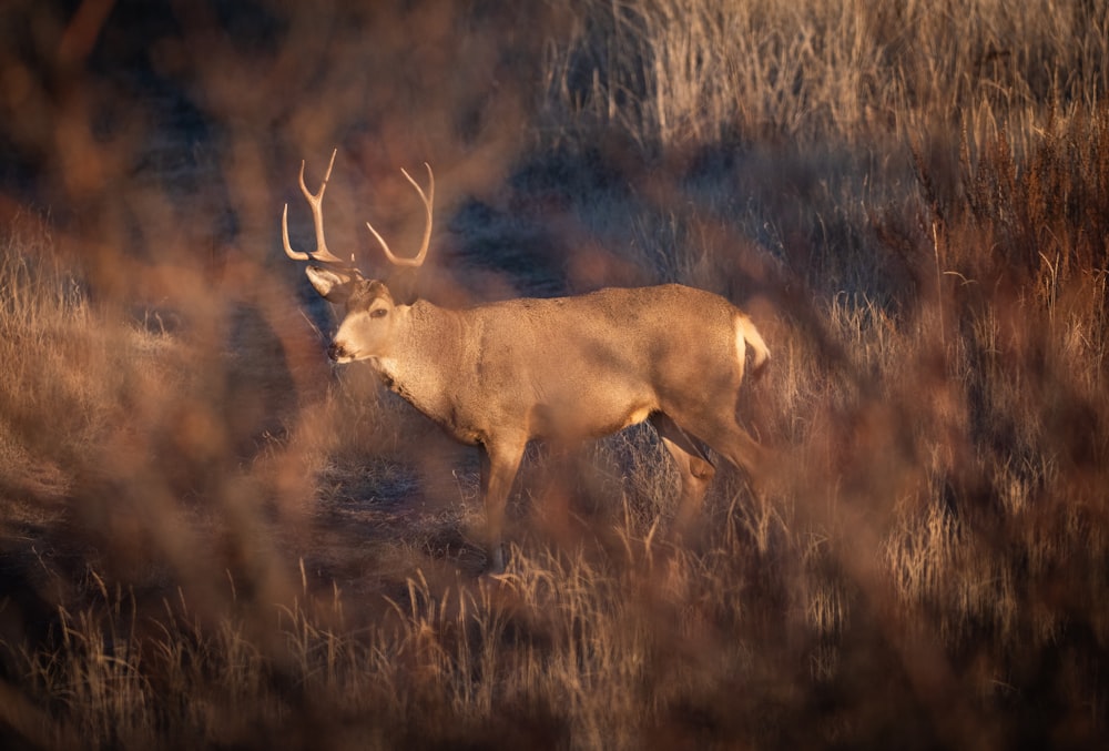 a deer standing in a field of tall grass