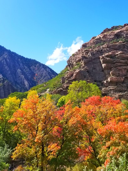 A vibrant landscape showcasing the beauty of Colorado's natural scenery.