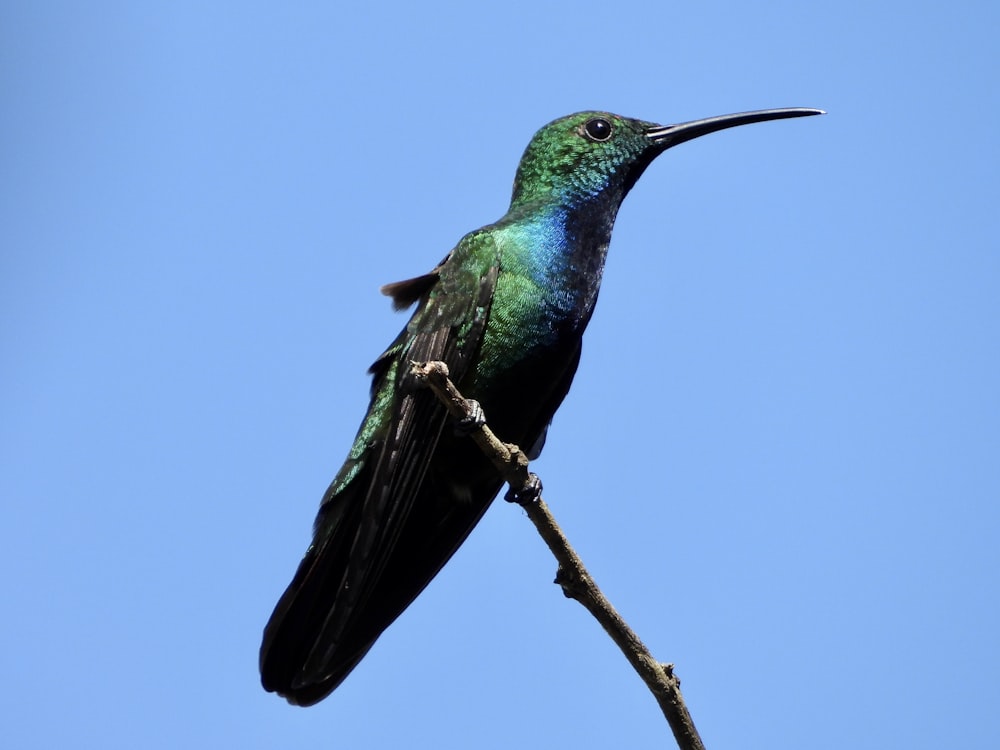a hummingbird perched on a branch with a blue sky in the background