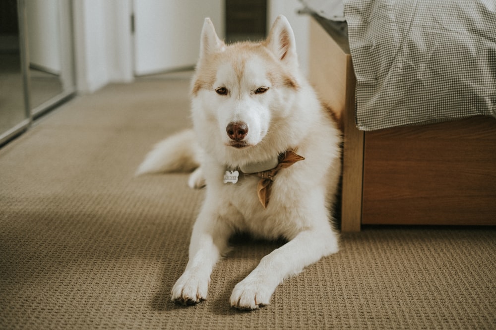 a white and brown dog laying on the floor next to a bed