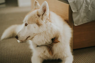 A happy dog wearing a colorful bandana sitting next to a cozy pet bed in a sunlit room.