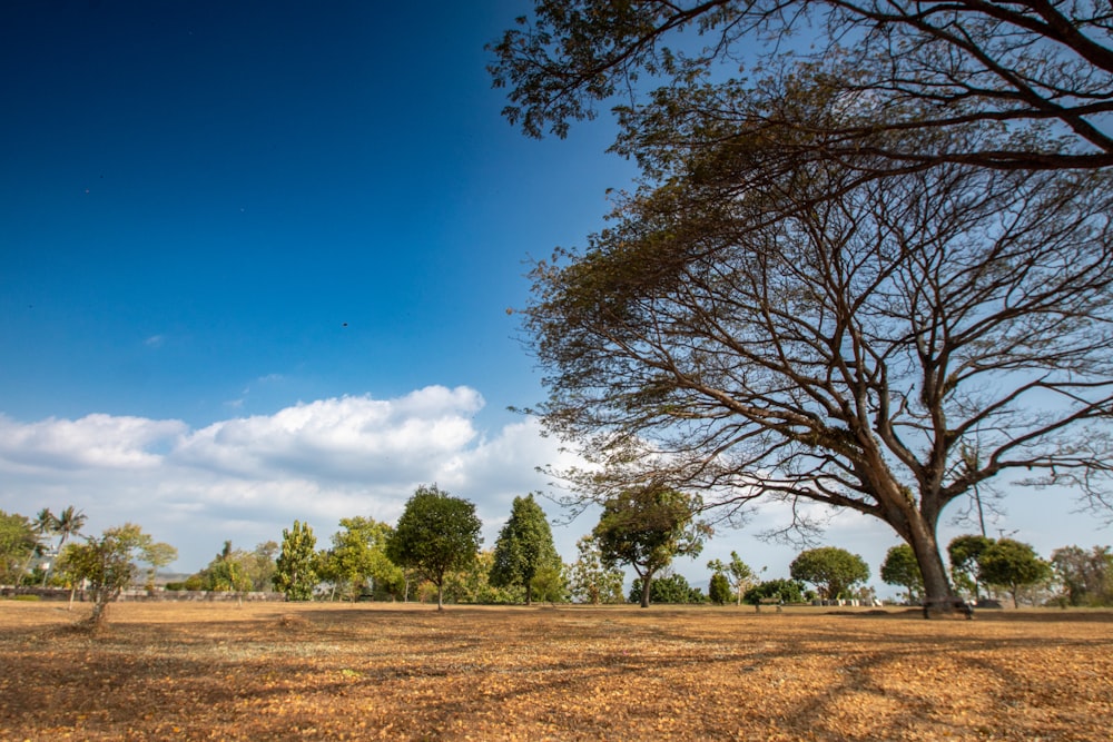 a large field with a few trees in it