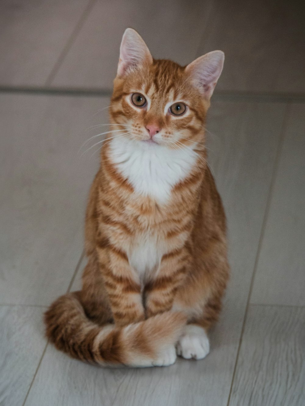 an orange and white cat sitting on a tile floor