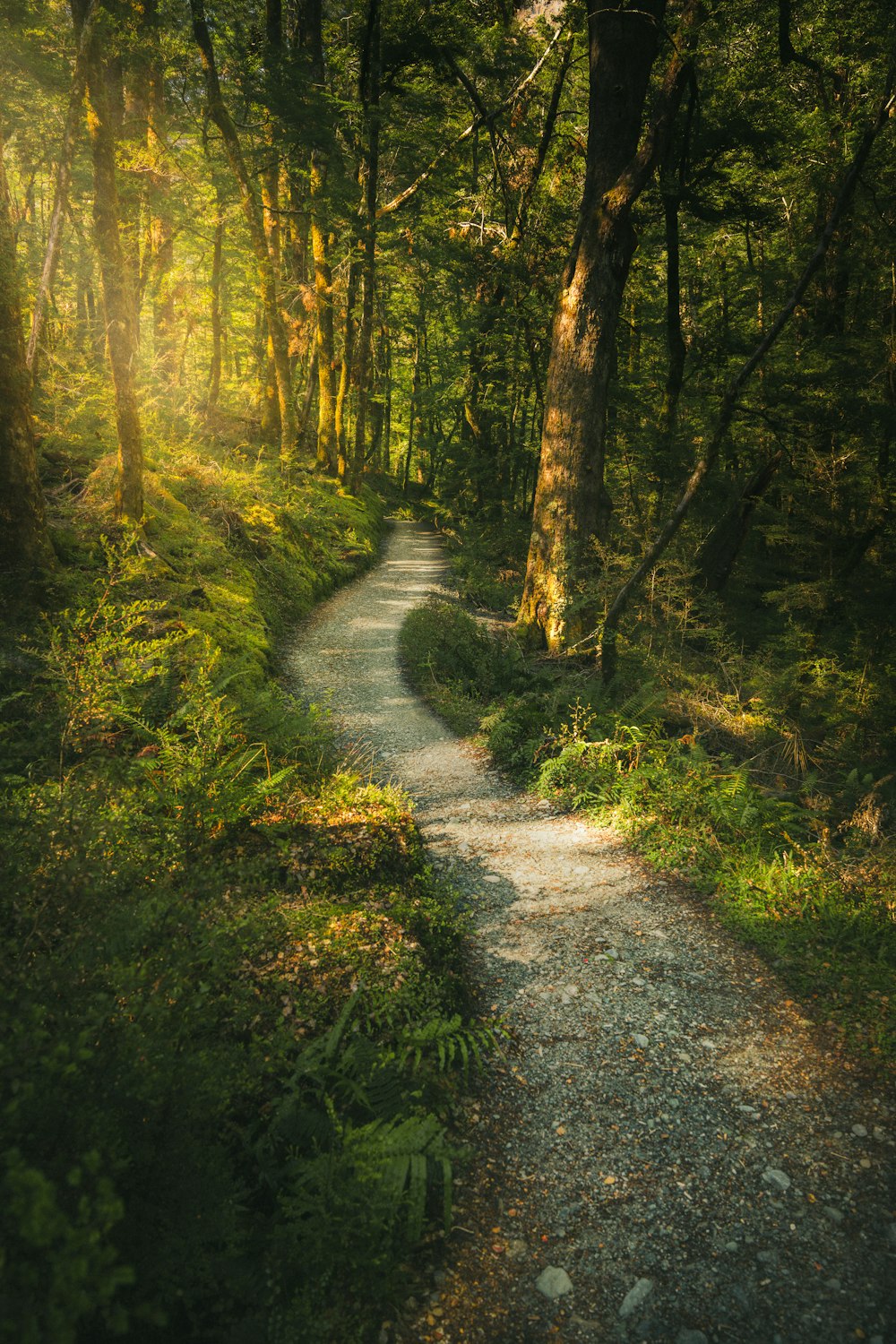 a path in the middle of a lush green forest