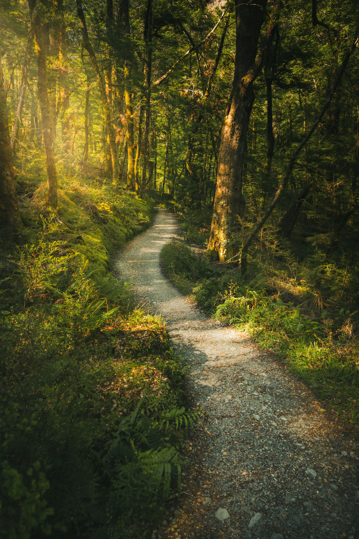 Ruhiger Weg durch einen grünen Wald als Symbol für Abstand in einem schwierigen Rauchfrei-Moment