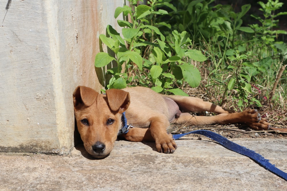 a small brown dog laying on top of a sidewalk