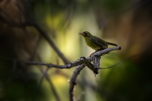 A small green bird perched on a branch, surrounded by a blurred natural background. The bird's mouth is open as if singing or calling. The scene is peaceful and secluded.