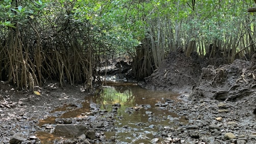 A dense mangrove forest with intricate, exposed root systems along a muddy terrain. Light filters through the thick canopy of green leaves above, while a shallow, rocky stream cuts through the center. The area is lush and vibrant, filled with natural textures and earthy elements.