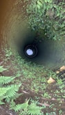 A deep well with a circular opening, surrounded by lush, green ferns growing along the inner walls. The view leads down to a small pool of water that reflects some light. The inside of the well appears damp and moss-covered, with patches of greenery thriving in the humid environment.