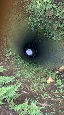A deep well with a circular opening, surrounded by lush, green ferns growing along the inner walls. The view leads down to a small pool of water that reflects some light. The inside of the well appears damp and moss-covered, with patches of greenery thriving in the humid environment.
