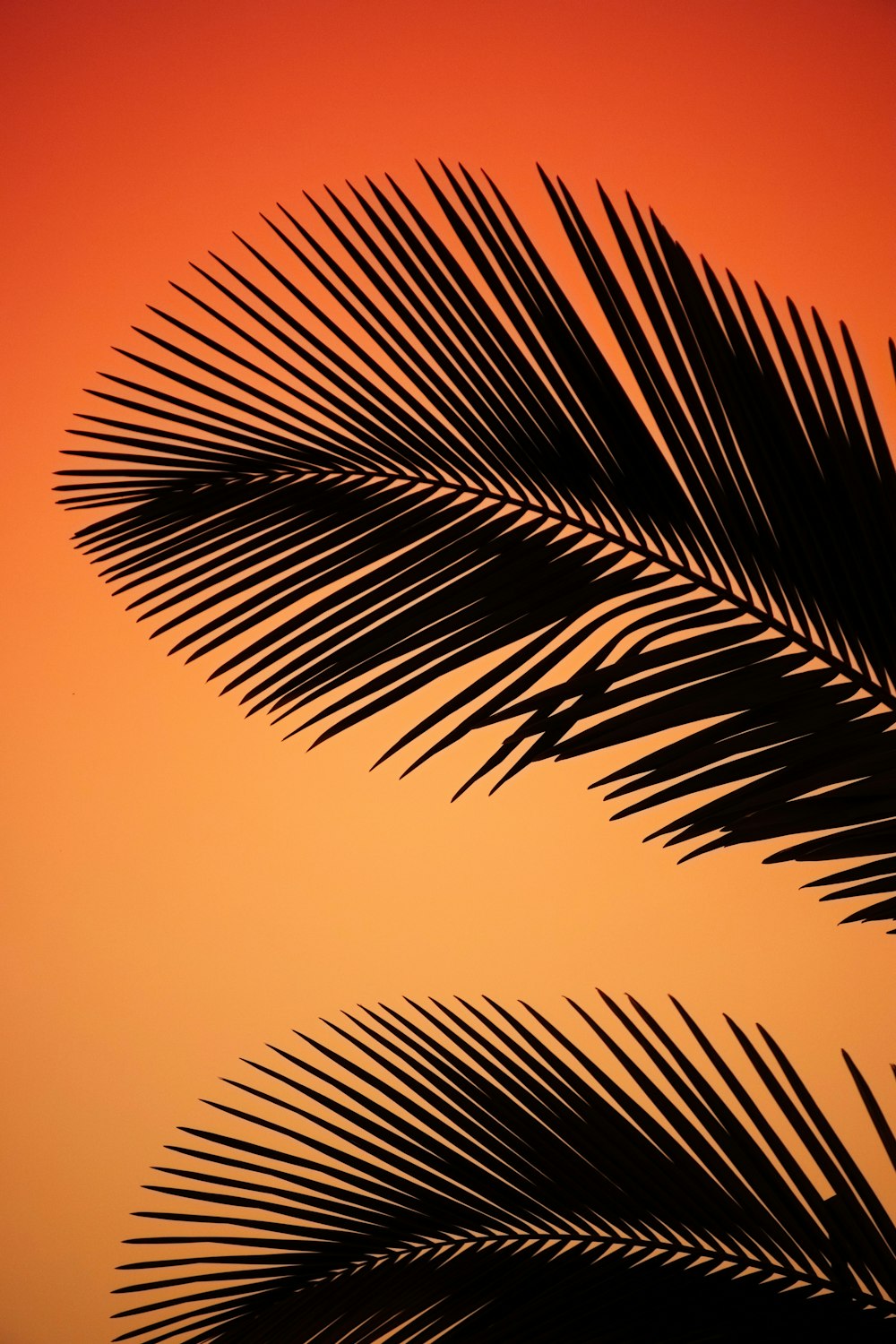 the silhouette of a palm tree against an orange sky